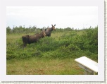 Moose - Western Brook Pond 2 * 2592 x 1944 * (1.34MB)